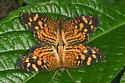 Cuban Crescent - Hodges#4478 - photo 3