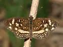 Pale-banded Crescent - Hodges#4478.1