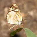 Pale-banded Crescent - Hodges#4478.1 - photo 2