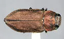 Anthaxia aenescens