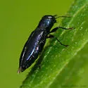 Anthaxia cyanella - photo 2