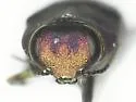 Anthaxia cyanella - photo 5