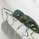 Anthaxia dichroa - photo 4