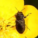 Anthaxia inornata - photo 4