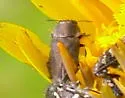 Anthaxia prasina - Anthaxia prasina