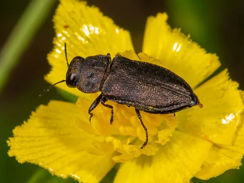 Anthaxia quadripunctata