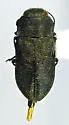 Anthaxia strigata - Anthaxia strigata