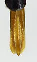 Anthaxia strigata - photo 2