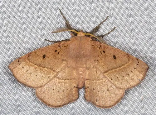 Common Anthelid Moth