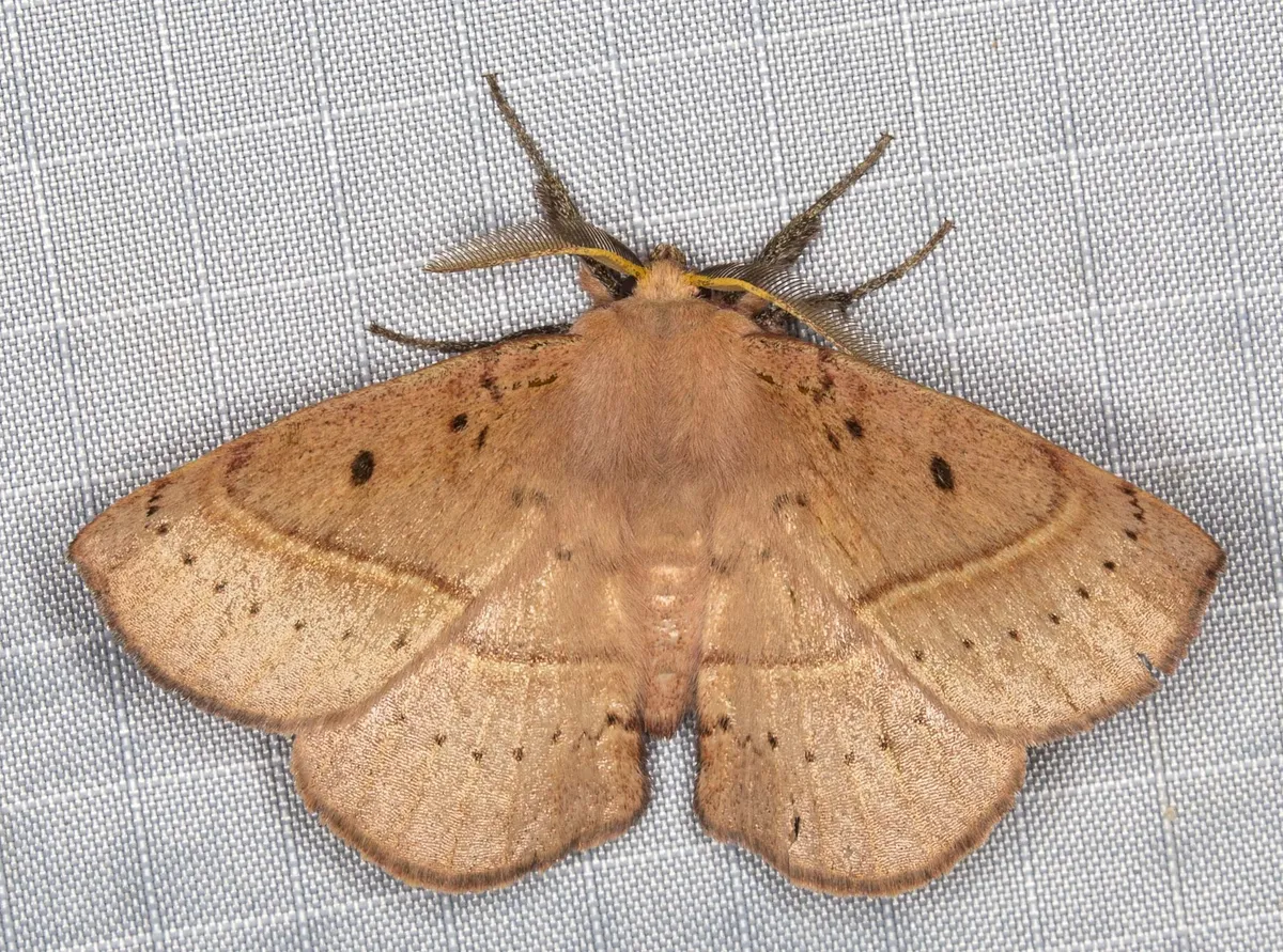Common Anthelid Moth - photo 3