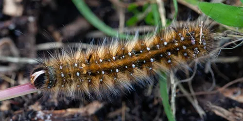 Common Anthelid Moth - photo 5