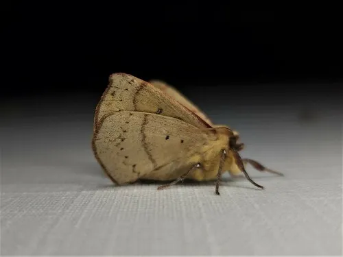 Common Anthelid Moth - photo 6