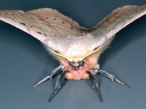 Common Anthelid Moth - photo 7