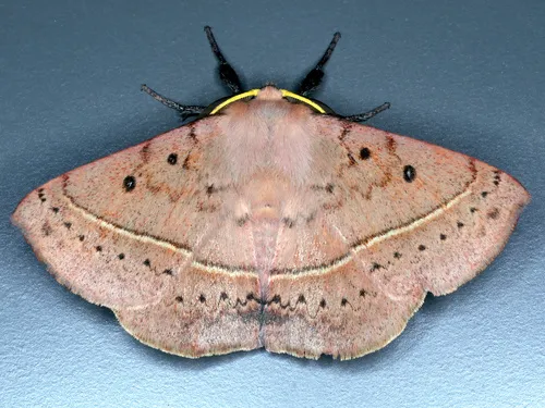 Common Anthelid Moth - photo 8