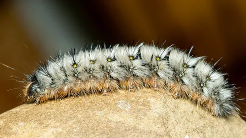 Urticating Anthelid - photo 5