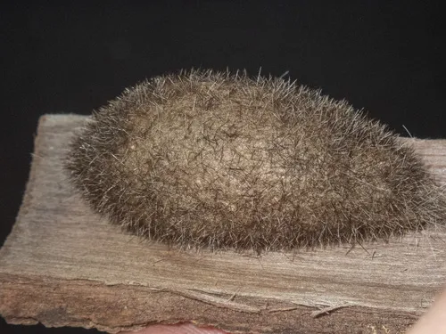 Urticating Anthelid - photo 7