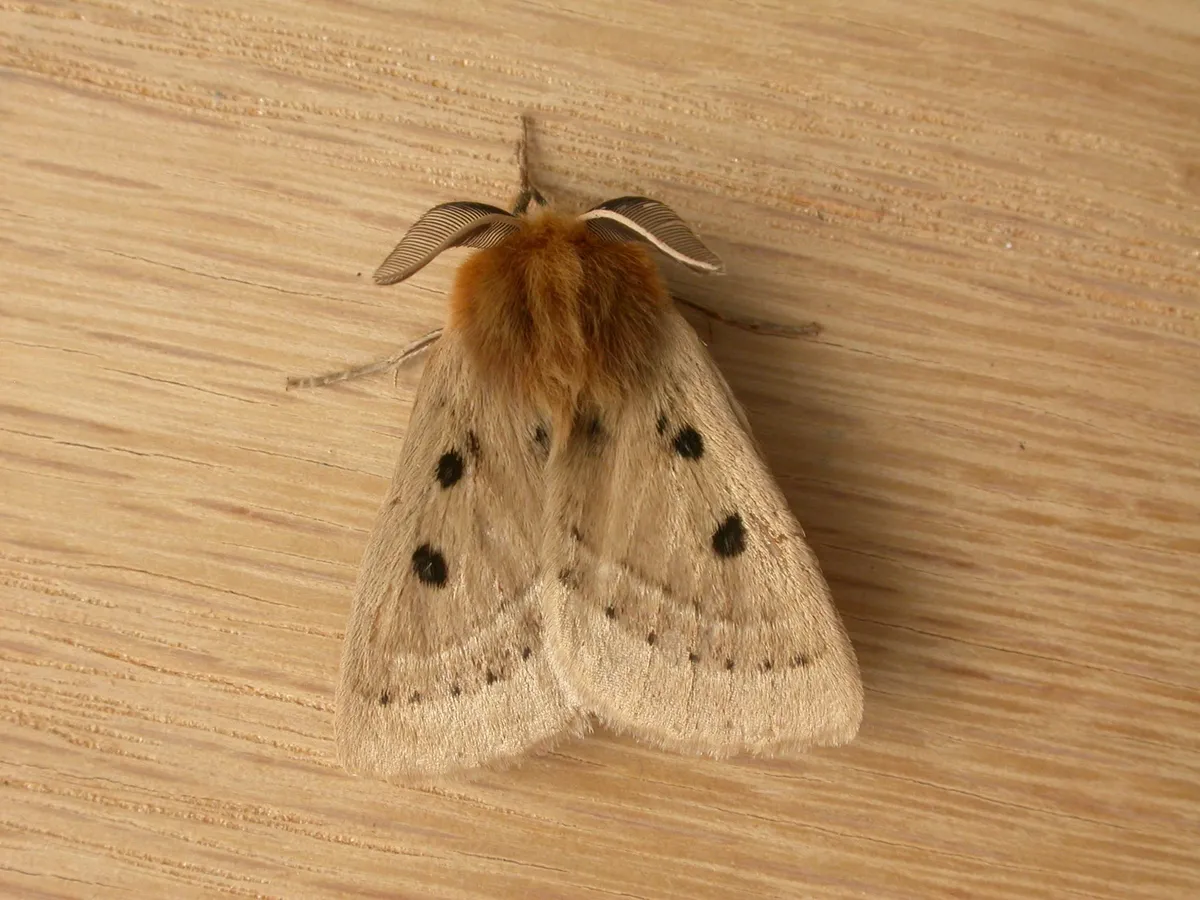 Eyespot Anthelid Moth - photo 3