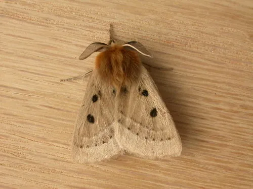 Eyespot Anthelid Moth - photo 4