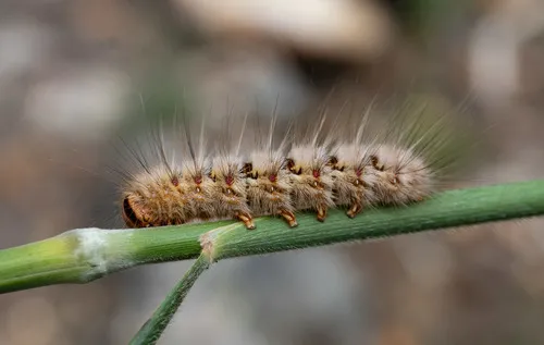 Eyespot Anthelid Moth - photo 5