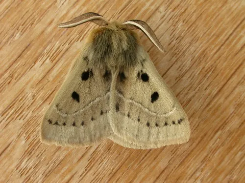 Eyespot Anthelid Moth - photo 6