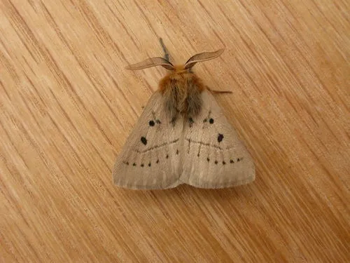 Eyespot Anthelid Moth - photo 7