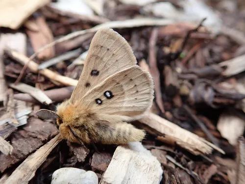 Eyespot Anthelid Moth - photo 8