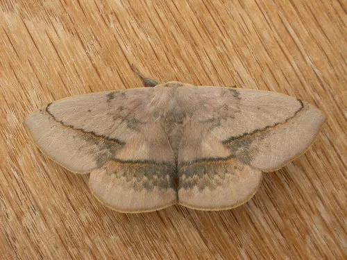 Variable Anthelid