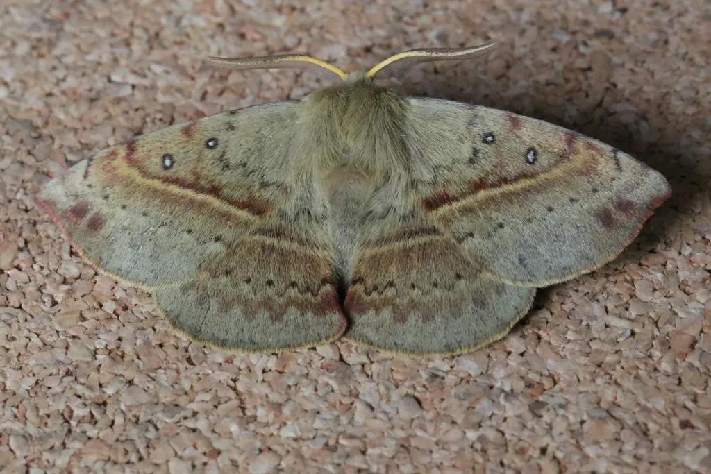 Anthelid Lappet Moths - photo 2