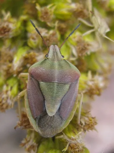 Antheminia eurynota