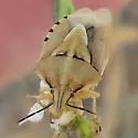 Antheminia sulcata - photo 3