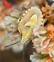 Antheminia sulcata - photo 4