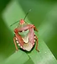 Antheminia sulcata - photo 5