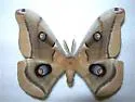 Western Polyphemus Moth - Hodges#7757.1 - Antheraea oculea