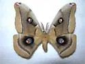 Western Polyphemus Moth - Hodges#7757.1 - photo 2
