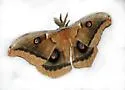 Western Polyphemus Moth - Hodges#7757.1 - photo 3