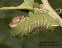 Western Polyphemus Moth - Hodges#7757.1 - photo 4