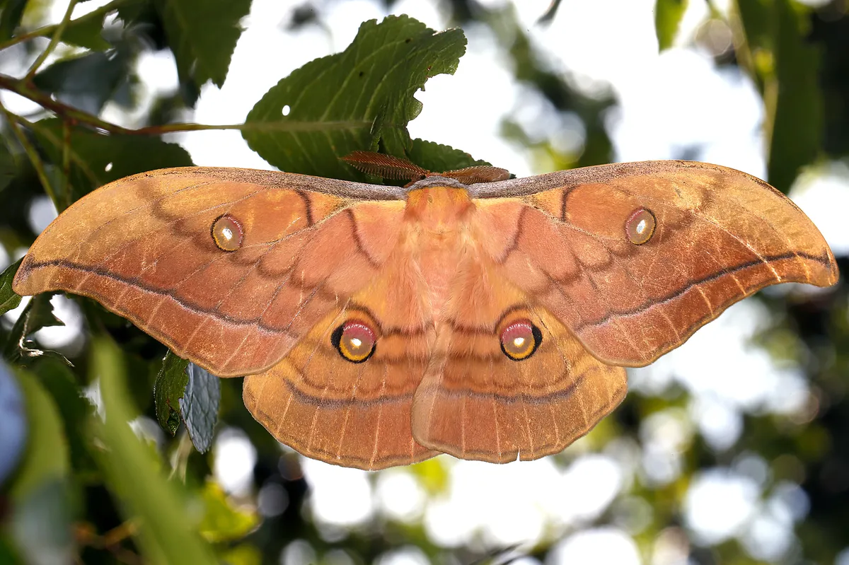 Japanese Silk Moth - photo 3