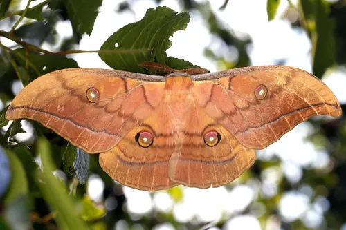 Japanese Silk Moth - photo 4