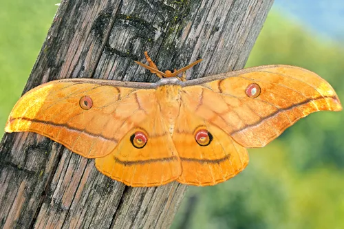 Japanese Silk Moth - photo 5