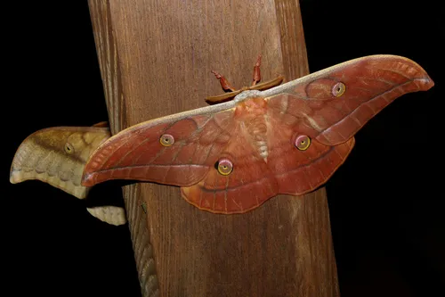 Japanese Silk Moth - photo 6