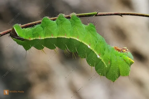 Japanese Silk Moth - photo 8