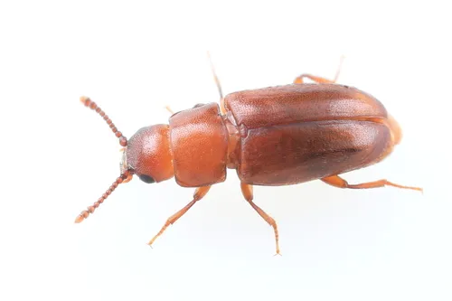 Antherophagus convexulus