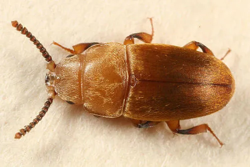 Ochre Bumblebee-riding Beetle