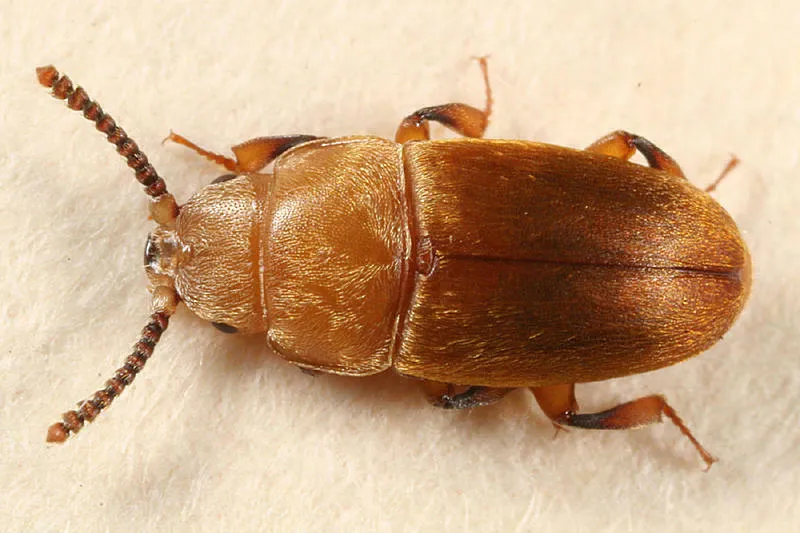 Ochre Bumblebee-riding Beetle - photo 2