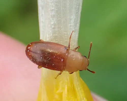 Antherophagus pallens