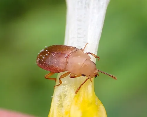 Antherophagus pallens - photo 2