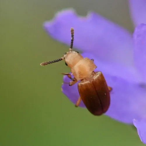 Antherophagus pallens - photo 3