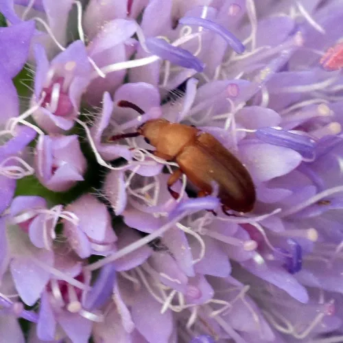 Antherophagus pallens - photo 4