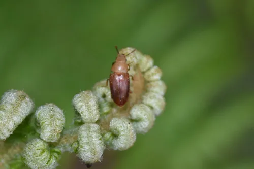 Antherophagus pallens - photo 5