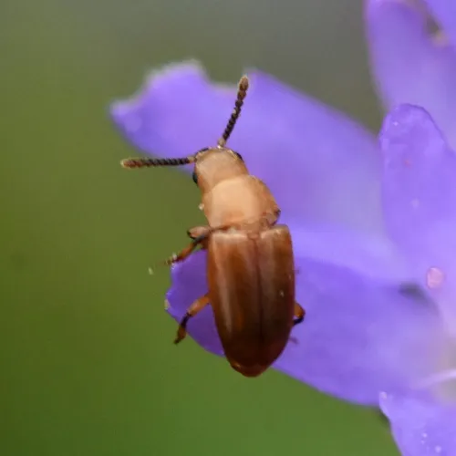 Antherophagus pallens - photo 6